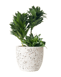 Dracaena Compacta - Potted plant - POTT - DRAC - GGP - 4999 - Tumbleweed Plants - Online Plant Delivery Singapore