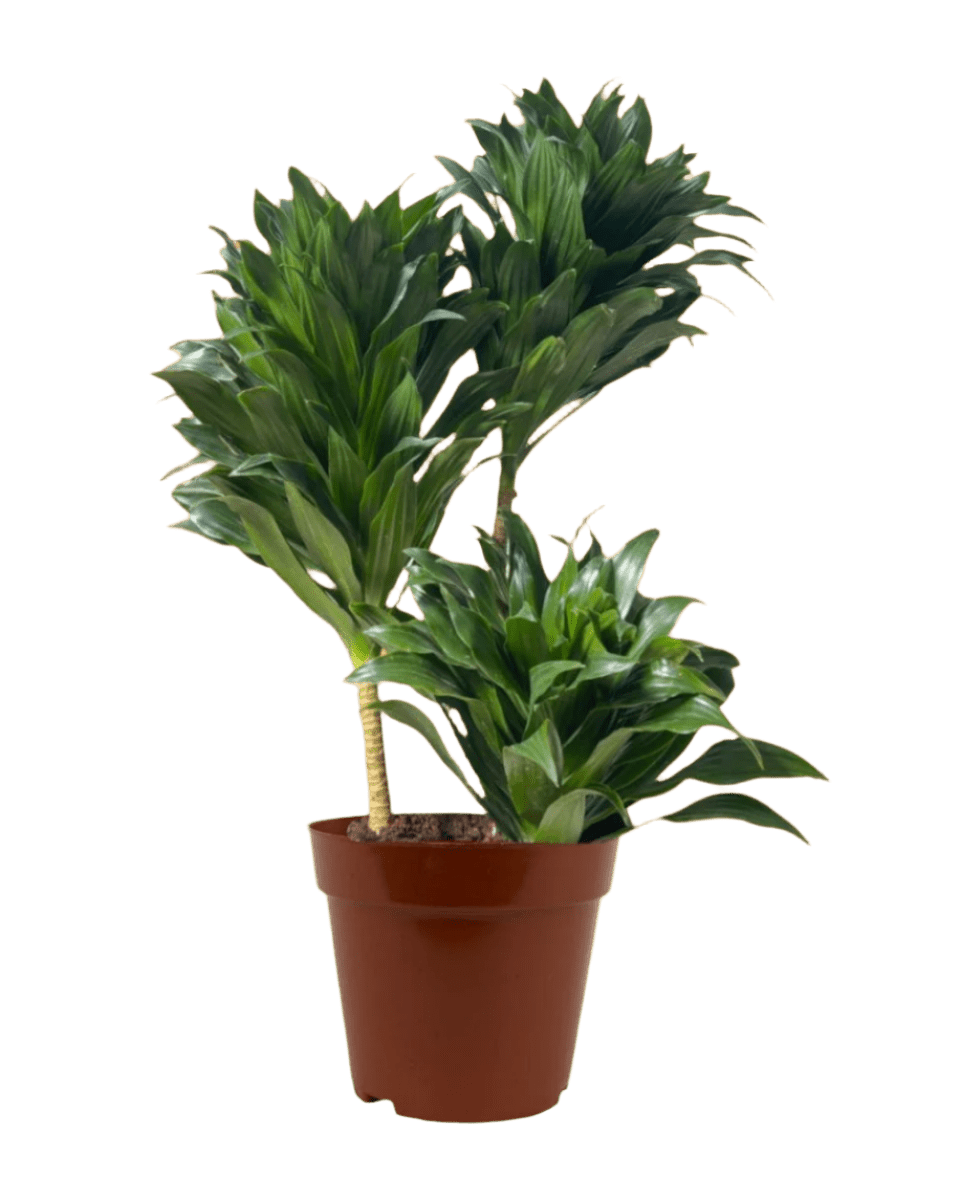 Dracaena Compacta - Potted plant - POTT - DRAC - GRW - 4998 - Tumbleweed Plants - Online Plant Delivery Singapore