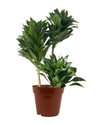 Dracaena Compacta - Potted plant - POTT - DRAC - GRW - 4998 - Tumbleweed Plants - Online Plant Delivery Singapore