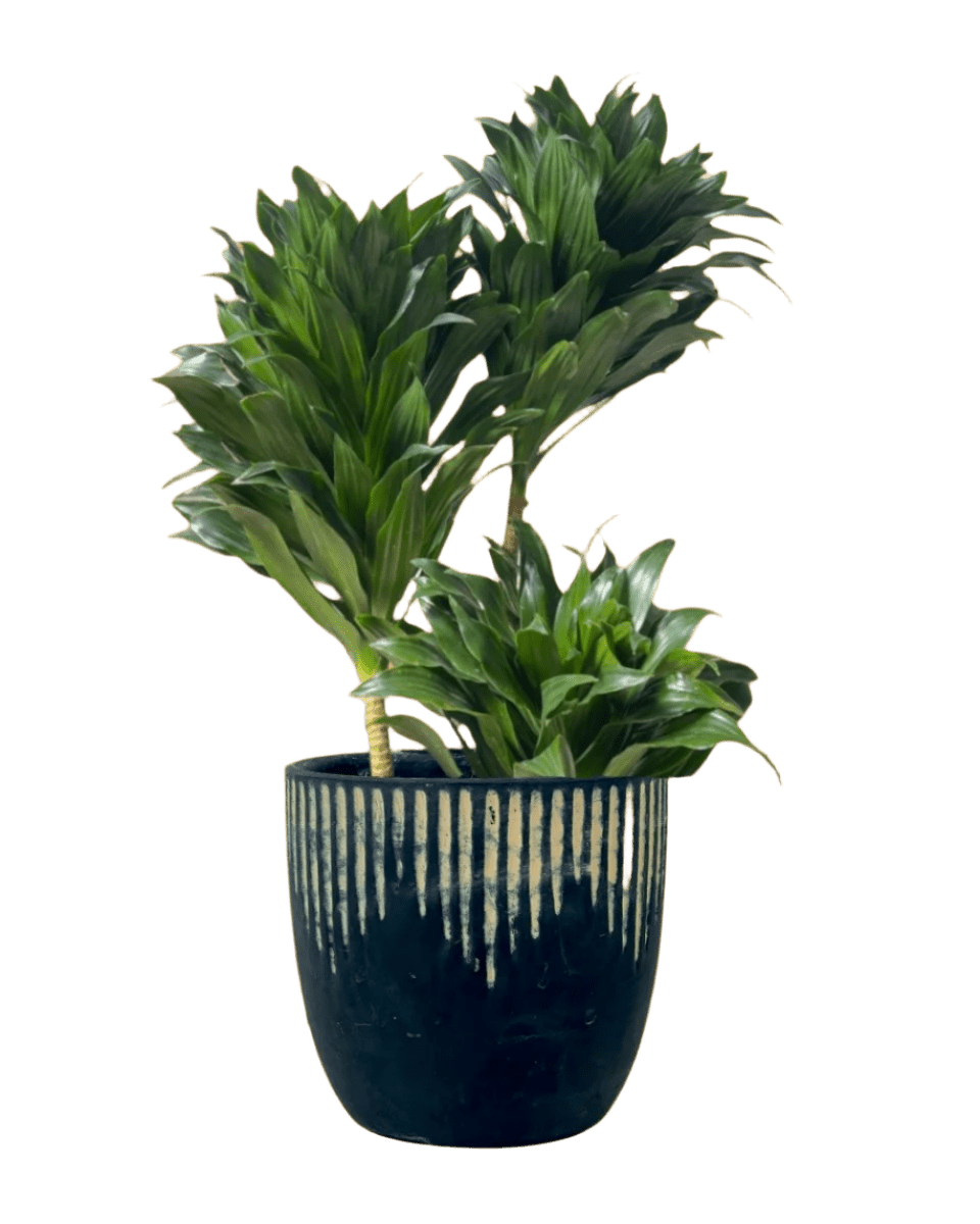 Dracaena Compacta - Potted plant - POTT - DRAC - GRW - 4998 - Tumbleweed Plants - Online Plant Delivery Singapore