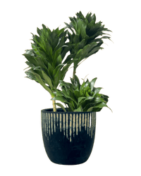 Dracaena Compacta - Potted plant - POTT - DRAC - GRW - 4998 - Tumbleweed Plants - Online Plant Delivery Singapore