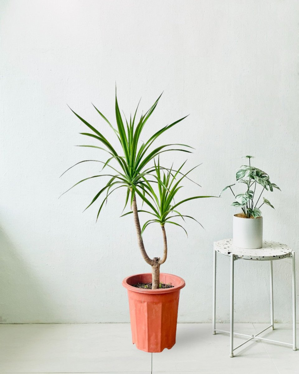 Dracaena Draco - grow pot - Potted plant - Tumbleweed Plants - Online Plant Delivery Singapore