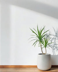 Dracaena Draco - Potted plant - POTT - DRAC - GRW - 6408 - Tumbleweed Plants - Online Plant Delivery Singapore