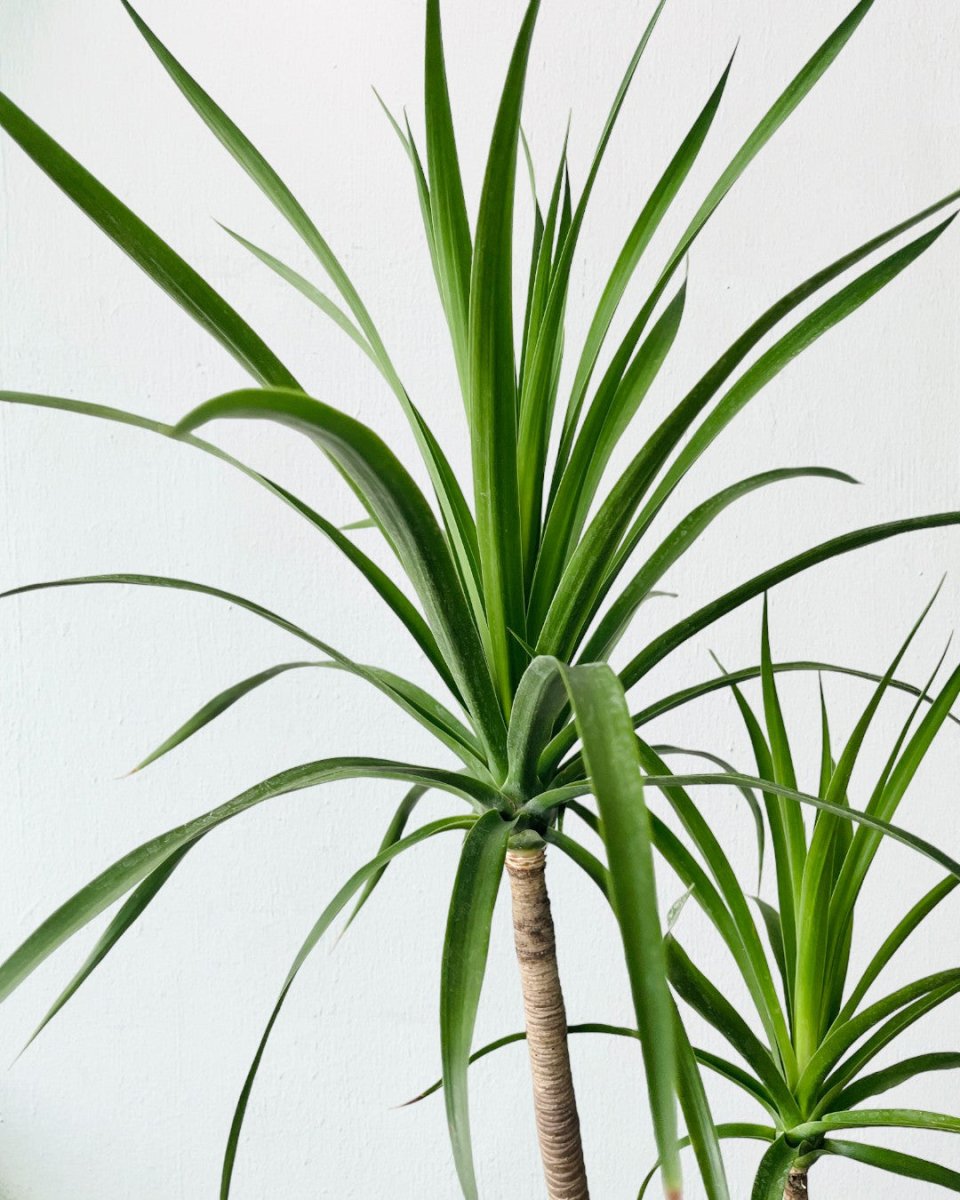Dracaena Draco - grow pot - Potted plant - Tumbleweed Plants - Online Plant Delivery Singapore