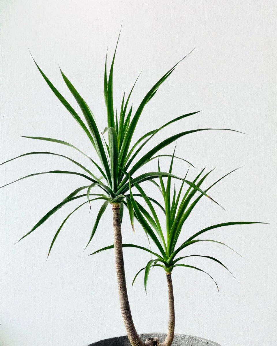 Dracaena Draco - grow pot - Potted plant - Tumbleweed Plants - Online Plant Delivery Singapore