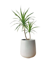 Dracaena Draco - grow pot - Potted plant - Tumbleweed Plants - Online Plant Delivery Singapore