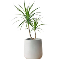 Dracaena Draco