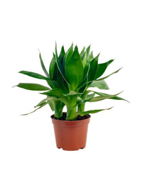 Dracaena Fortune Lotus Bamboo Plant (0.2m) - grow pot - Potted plant - Tumbleweed Plants - Online Plant Delivery Singapore