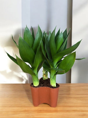 Dracaena Fortune Lotus Bamboo Plant - Potted plant - POTT - FORT - GRW - 5731 - Tumbleweed Plants - Online Plant Delivery Singapore