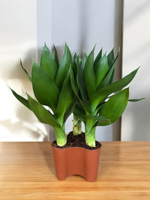 Dracaena Fortune Lotus Bamboo Plant - Potted plant - POTT - FORT - GRW - 5731 - Tumbleweed Plants - Online Plant Delivery Singapore