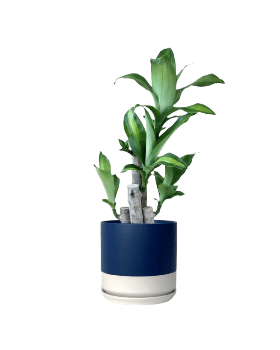 blue white two tone pot