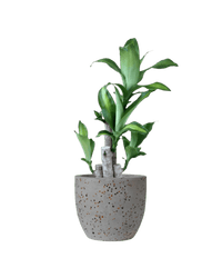 Dracaena Fragrans (Iron Tree) - 0.4m - Potted plant - POTT - DRAC - LTT - 4036 - Tumbleweed Plants - Online Plant Delivery Singapore