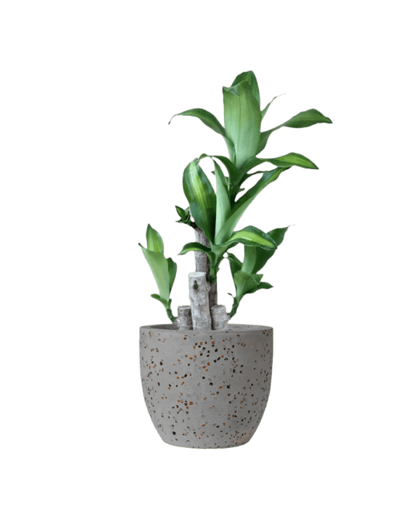 Dracaena Fragrans (Iron Tree) - 0.4m - Potted plant - POTT - DRAC - LTT - 4036 - Tumbleweed Plants - Online Plant Delivery Singapore