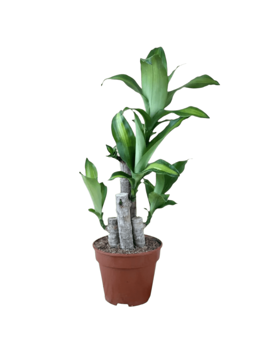 Dracaena Fragrans (Iron Tree) - 0.4m - Potted plant - JUST - DRAC - CMGRW - 3077 - Tumbleweed Plants - Online Plant Delivery Singapore