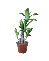 Dracaena Fragrans (Iron Tree) - 0.4m - Potted plant - JUST - DRAC - CMGRW - 3077 - Tumbleweed Plants - Online Plant Delivery Singapore