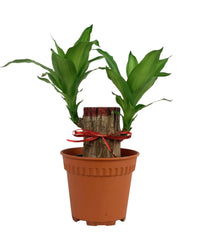 Dracaena Fragrans Iron Tree Single Stem (35cm) - grow pot - Potted plant - Tumbleweed Plants - Online Plant Delivery Singapore