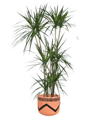 Dracaena Marginata paired with charlie pot