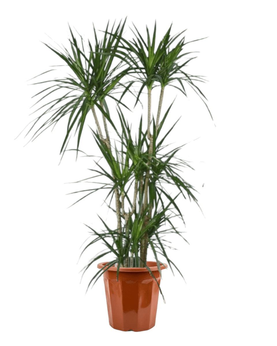 Dracaena Marginata in a grow pot