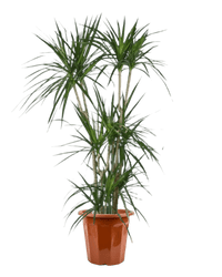 Dracaena Marginata in a grow pot