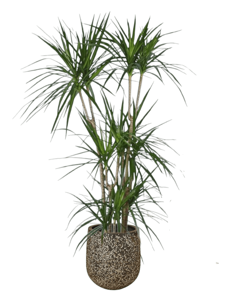 Dracaena Marginata paired with tulip pot