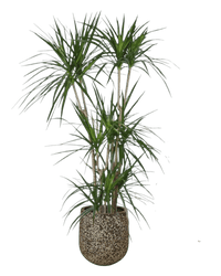 Dracaena Marginata paired with tulip pot