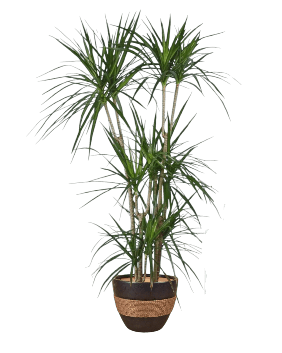 Dracaena Marginata