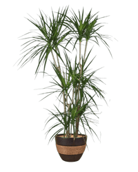 Dracaena Marginata