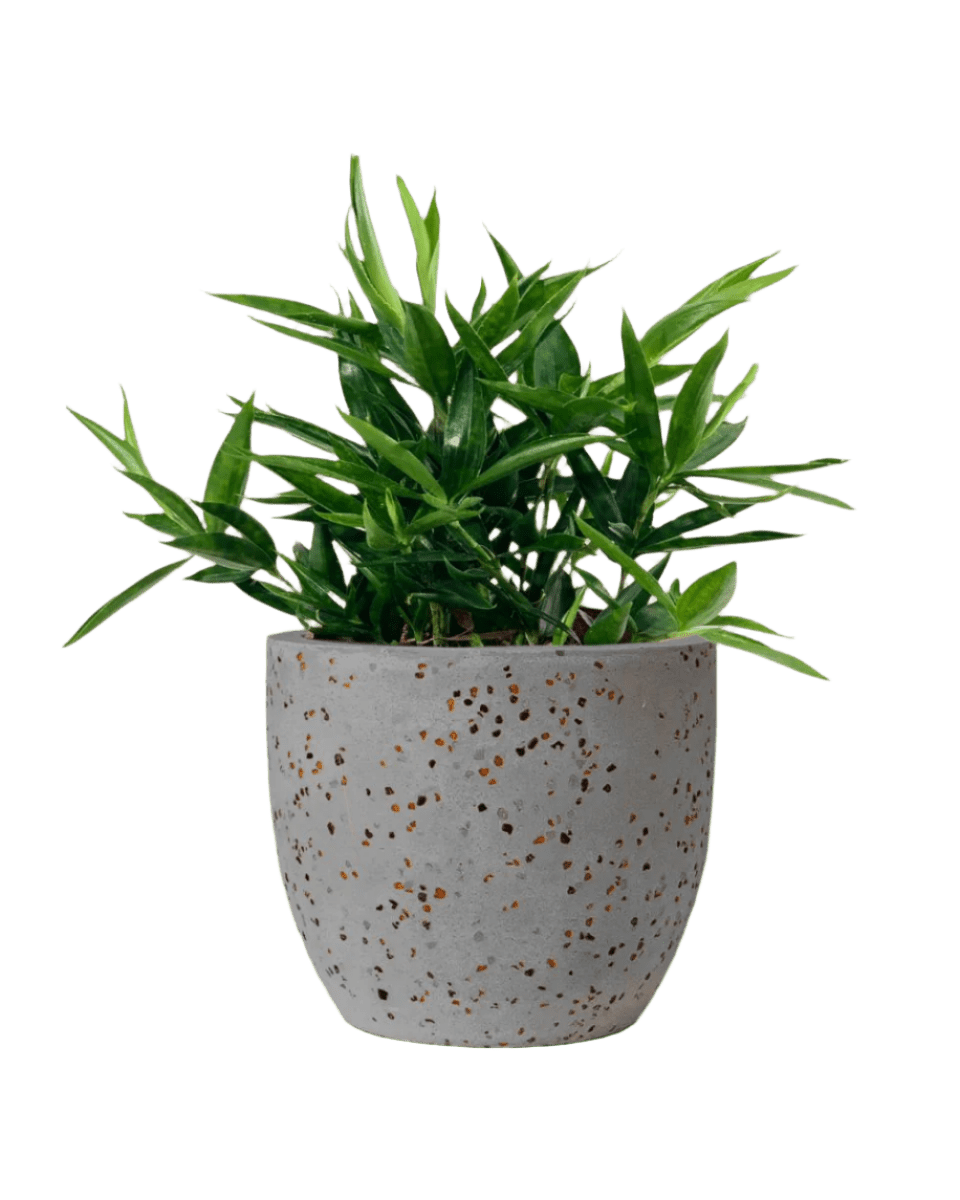 Dracaena Surculosa - Japanese Bamboo - Potted plant - POTT - DRAC - GGP - 3766 - Tumbleweed Plants - Online Plant Delivery Singapore