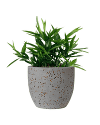 Dracaena Surculosa - Japanese Bamboo - Potted plant - POTT - DRAC - GGP - 3766 - Tumbleweed Plants - Online Plant Delivery Singapore