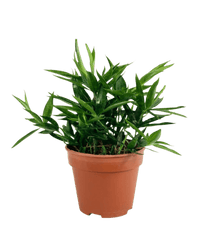 Dracaena Surculosa - Japanese Bamboo - Potted plant - POTT - DRAC - GRW - 3767 - Tumbleweed Plants - Online Plant Delivery Singapore