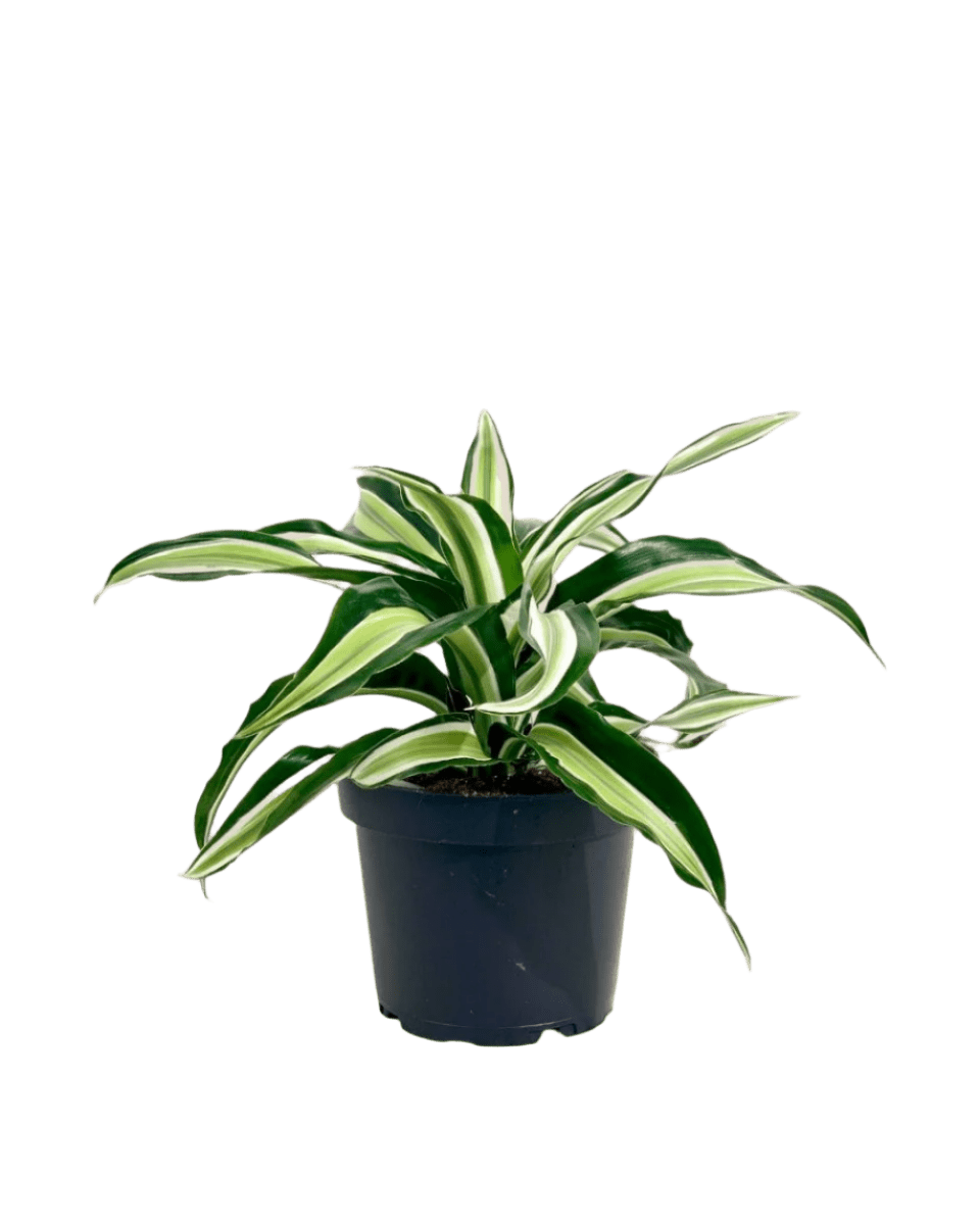 Dracaena Surprise - Potted plant - POTT - DRAC - GRW - 5010 - Tumbleweed Plants - Online Plant Delivery Singapore