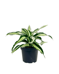 Dracaena Surprise - Potted plant - POTT - DRAC - GRW - 5010 - Tumbleweed Plants - Online Plant Delivery Singapore