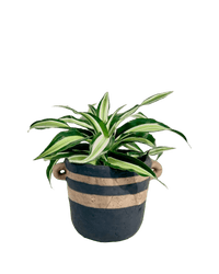 Dracaena Surprise - Potted plant - POTT - DRAC - PRT - 5011 - Tumbleweed Plants - Online Plant Delivery Singapore