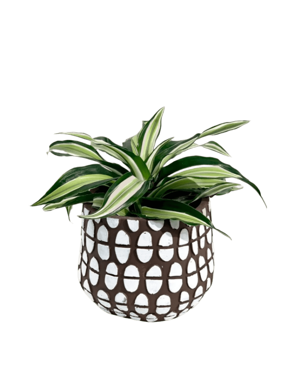 spotti brown planter