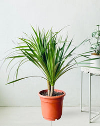 Dracena Dragon Tree - grow pot - Potted plant - Tumbleweed Plants - Online Plant Delivery Singapore