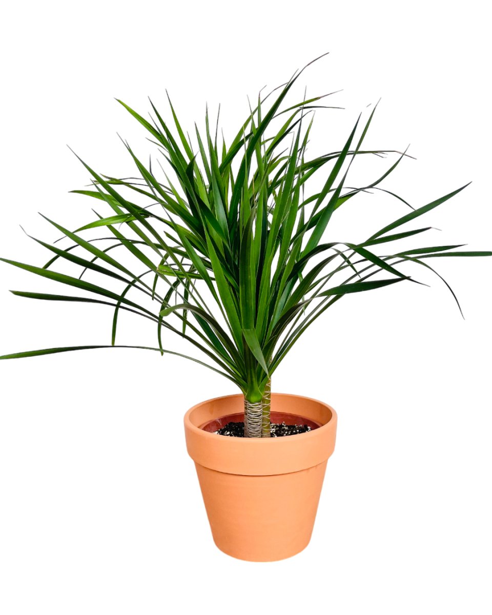 Dracena Dragon Tree - grow pot - Potted plant - Tumbleweed Plants - Online Plant Delivery Singapore