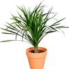 Dracena Dragon Tree