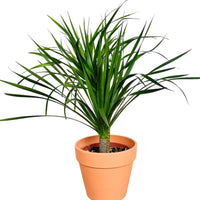 Dracena Dragon Tree