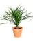 Dracena Dragon Tree (Single)