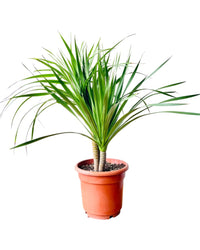 Dracena Dragon Tree - grow pot - Potted plant - Tumbleweed Plants - Online Plant Delivery Singapore