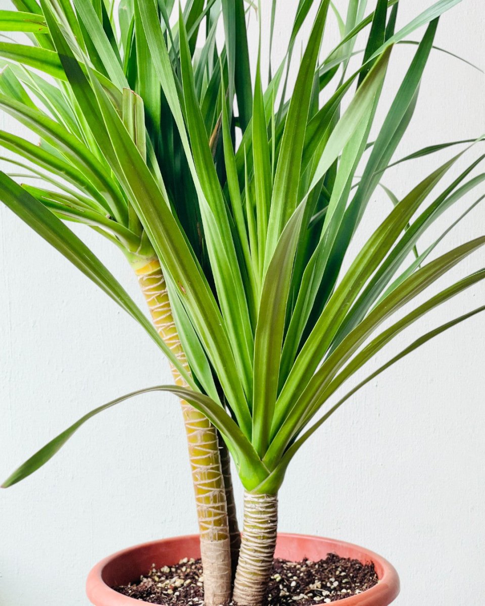 Dracena Dragon Tree - grow pot - Potted plant - Tumbleweed Plants - Online Plant Delivery Singapore