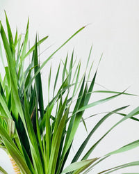 Dracena Dragon Tree - grow pot - Potted plant - Tumbleweed Plants - Online Plant Delivery Singapore