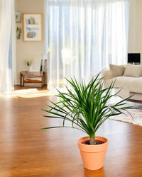 Dracena Dragon Tree - grow pot - Potted plant - Tumbleweed Plants - Online Plant Delivery Singapore