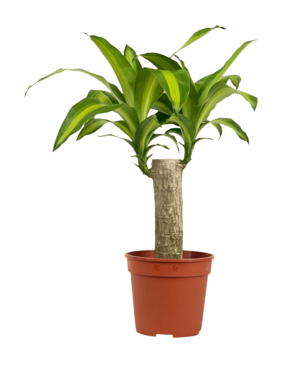 Dracena Fragrans Iron Tree Single Stem (0.6m) - Potted plant - POTT - DRAC - GRW - 5457 - Tumbleweed Plants - Online Plant Delivery Singapore