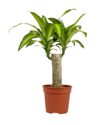 Dracena Fragrans Iron Tree Single Stem (0.6m) - Potted plant - POTT - DRAC - GRW - 5457 - Tumbleweed Plants - Online Plant Delivery Singapore