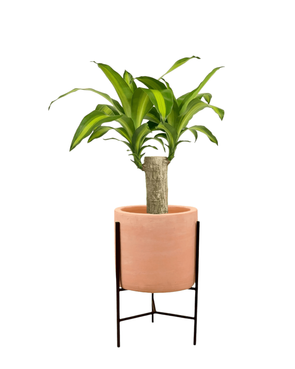 Dracena Fragrans Iron Tree Single Stem (0.6m) - Potted plant - POTT - DRAC - SDN - 5456 - Tumbleweed Plants - Online Plant Delivery Singapore