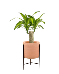 Dracena Fragrans Iron Tree Single Stem (0.6m) - Potted plant - POTT - DRAC - SDN - 5456 - Tumbleweed Plants - Online Plant Delivery Singapore