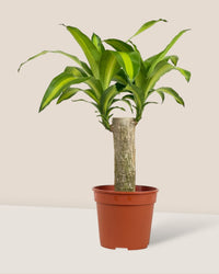 Dracena Fragrans Iron Tree Single Stem (0.6m) - sedona stand - Potted plant - Tumbleweed Plants - Online Plant Delivery Singapore
