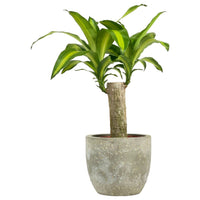 Dracena Fragrans Iron Tree Single Stem (0.6m)