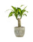 Dracena Fragrans Iron Tree Single Stem (0.6m)